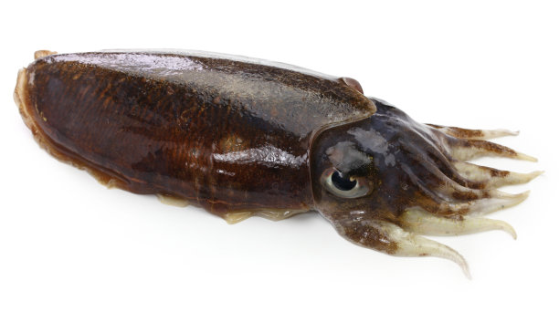 新鲜的墨鱼图片下载