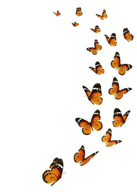 美丽的黑脉金斑蝶图片下载