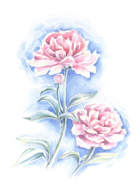 水彩画牡丹在一个蓝色的背景牡丹芽素材图片