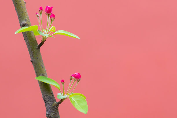 枝条上的红色花蕾，孤立在红色背景上，并留有文本拷贝空间图片下载