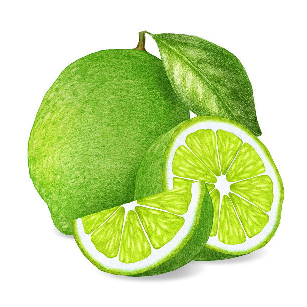 石灰手绘插图。数字彩色。图片下载