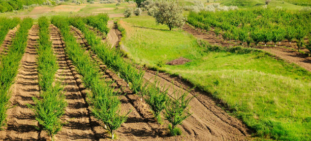 果园和绿色草地。图片下载