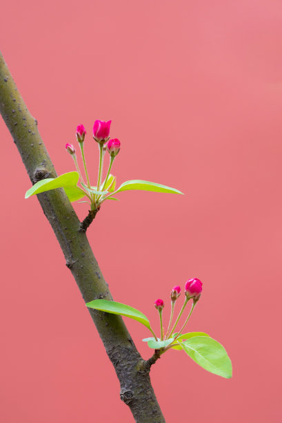 红色的花蕾在春天的树枝上孤立在红色的背景图片下载
