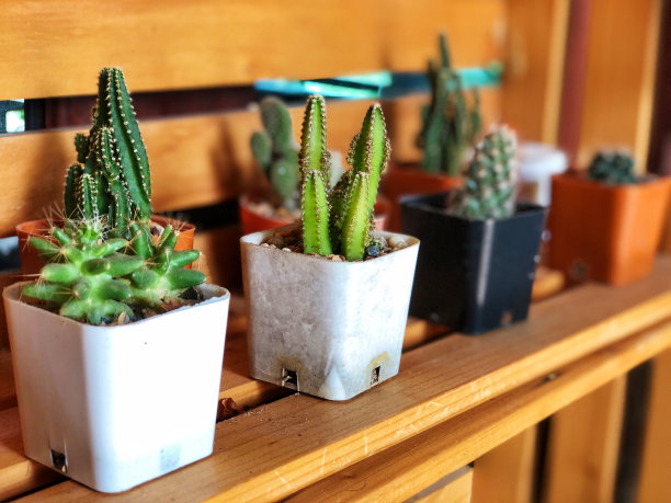 新鲜的绿色仙人掌装在一个塑料罐子里放在木桌上。仙人掌的背景。图片下载