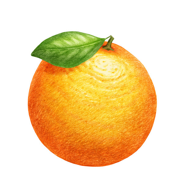 手绘的橘子插图。数字彩色。图片下载