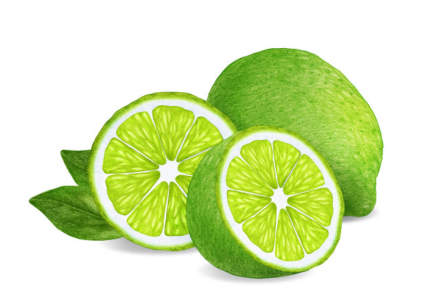 石灰手绘插图。数字彩色。图片下载