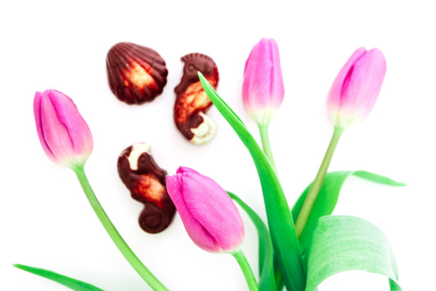 比利时果仁巧克力糖果和粉红色娇嫩的郁金香花，孤立在白色的背景。春节假期现概念。图片下载