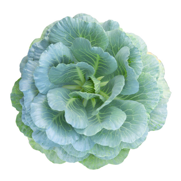 在白色背景上孤立的芥蓝。图片下载