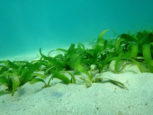 沙底的海草图片下载
