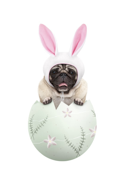 滑稽可爱的哈巴狗狗戴着兔子耳朵，坐在蜡绿色的复活节蛋图片下载
