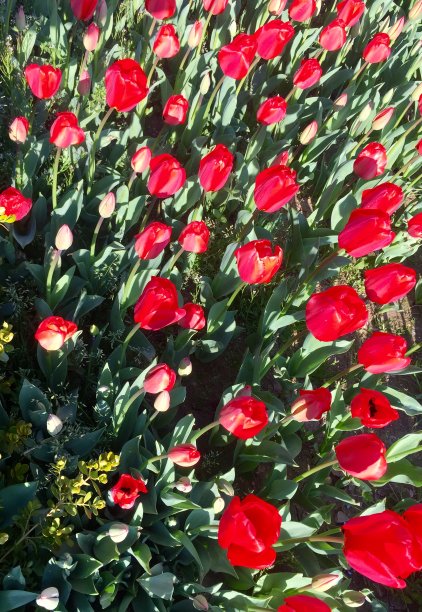 红色郁金香花图片下载