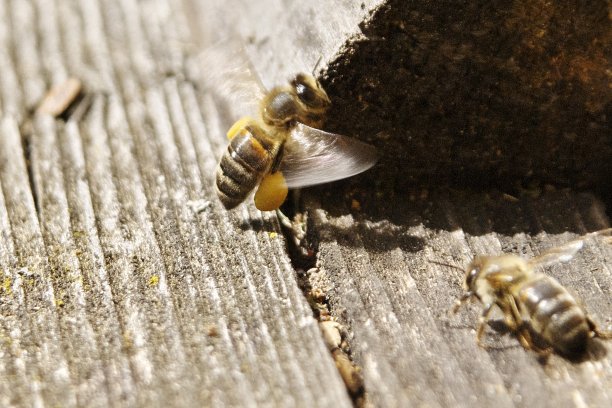这是一张蜜蜂把花粉带到蜂巢的漂亮照片图片下载