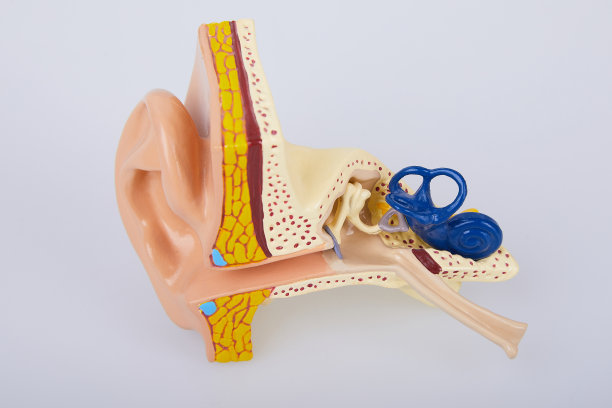 人耳模型分离图片下载