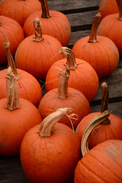 南瓜和葫芦图片下载