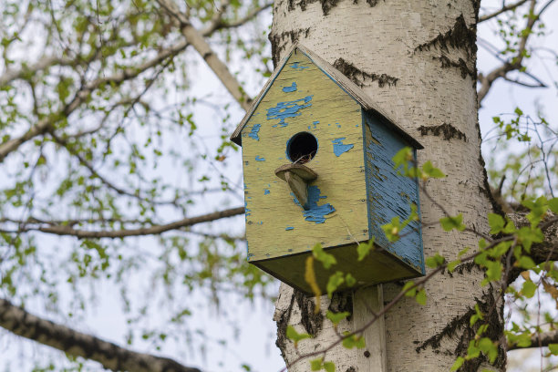 旧鸟笼挂在桦树上。自然图片下载