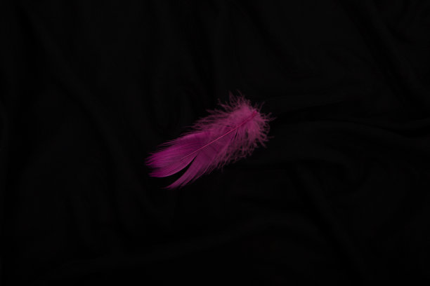 黑色背景上的粉色羽毛。图片下载