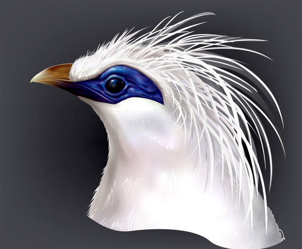 头八哥是巴厘岛罕见的特有鸟类图片下载