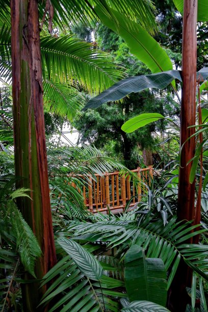 冬天充满异国情调的花园图片下载