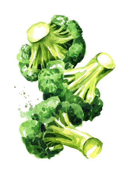 新鲜的花椰菜块。手绘水彩插图孤立的白色背景素材图片