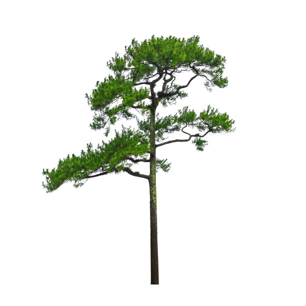 松树孤立。图片下载