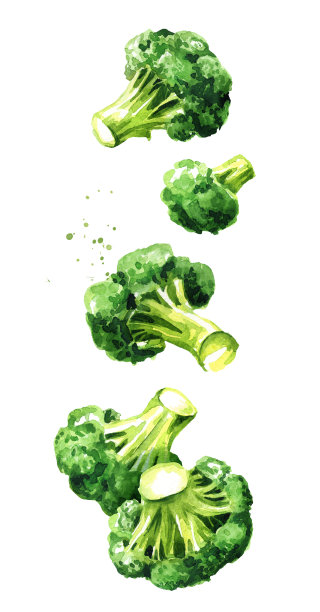 新鲜的花椰菜块。手绘水彩垂直插图孤立的白色背景素材图片