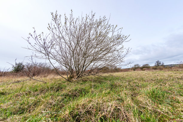 威尔士山上的一棵孤独的树图片下载