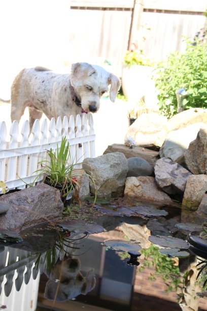 白色的狗看着池塘图片下载