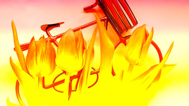 迷你自行车和剪郁金香图片下载