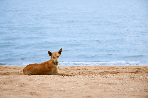 海滩上的狗图片下载