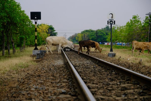 铁轨上的牛图片下载
