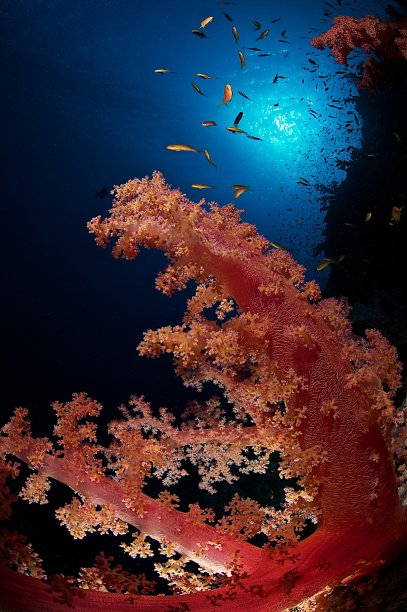 多刺紫堇的特写(树突紫堇属)，非洲，红海，埃及图片下载