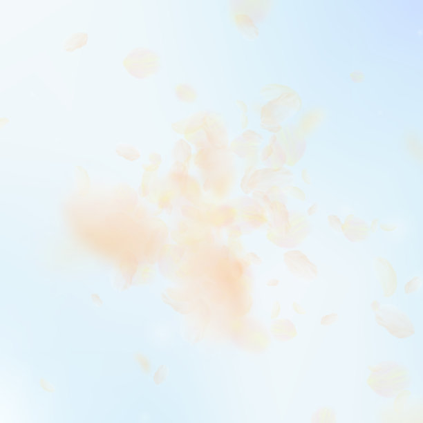 橘黄色的花瓣飘落下来。Glamorou图片下载