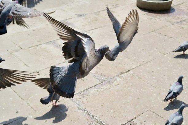 这是印度德里一组野鸽的照片，许多灰鸽子在路上飞来飞去，吃着种子，不卫生的害虫搅乱了成群的鸟的粪便图片下载