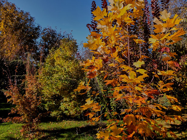 在蓝天的映衬下，鹅掌楸、白玉兰、日本枫树和红甜樱桃的叶子呈黄色、红色、橙色、黄色和绿色。图片下载