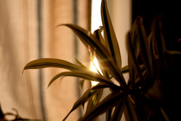 光线穿过树叶图片下载