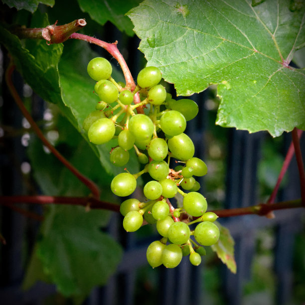 小葡萄图片下载