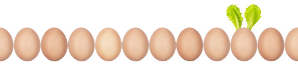 特写照片的鸡蛋与蛋壳纹理在一排。其中一个蛋有复活节兔子耳朵，是用沙拉叶子做成的。无缝模式。孤立在白色背景上。图片下载