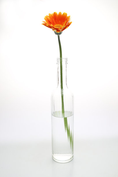 德兰士瓦·黛西在玻璃瓶里图片下载