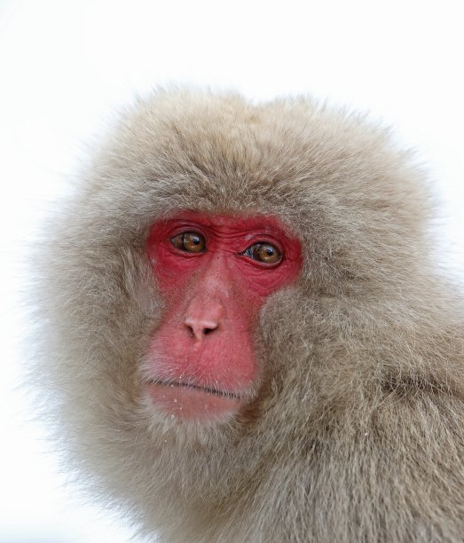 日本猕猴图片下载