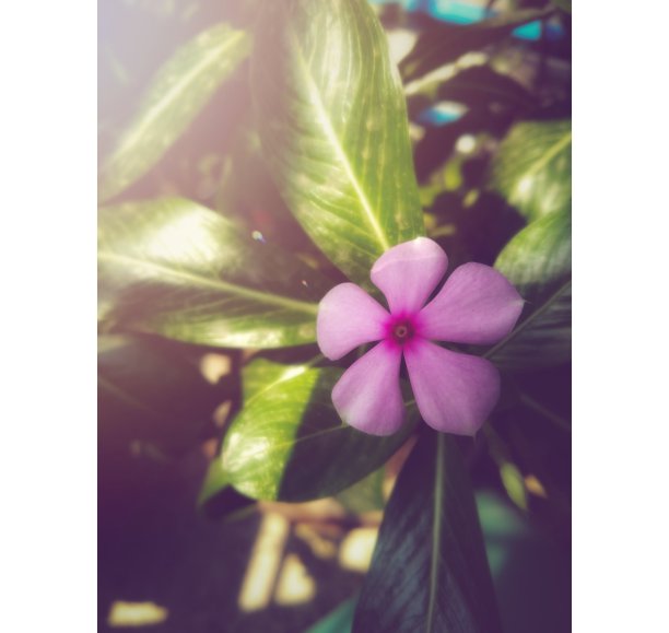 紫色的花图片下载