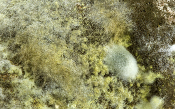 霉菌或真菌特写。图片下载