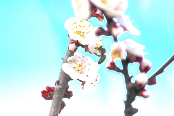 程式化的授粉图片下载