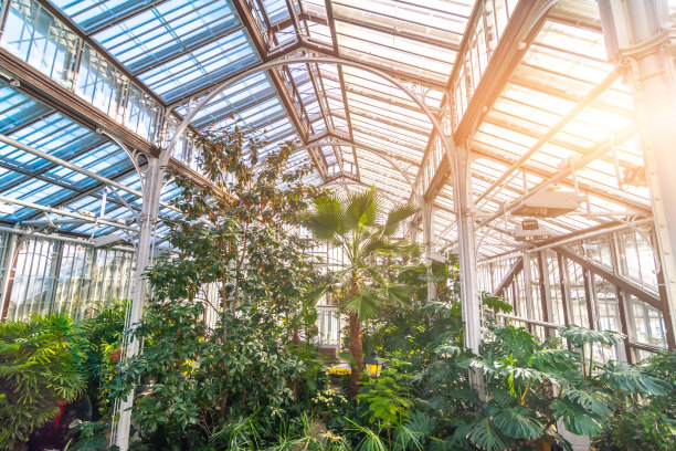 热带温室，有茂密的树木和棕榈树。图片下载