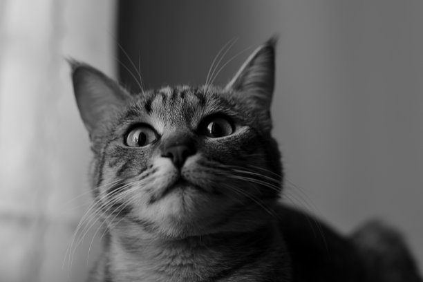 惊奇的猫图片下载