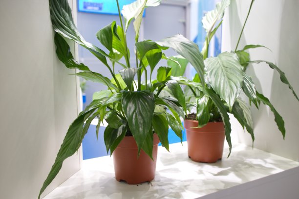 办公室里的绿色叶子植物图片下载