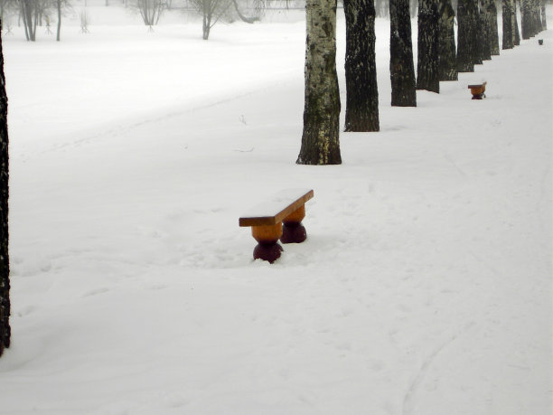 小巷的桦树图片下载
