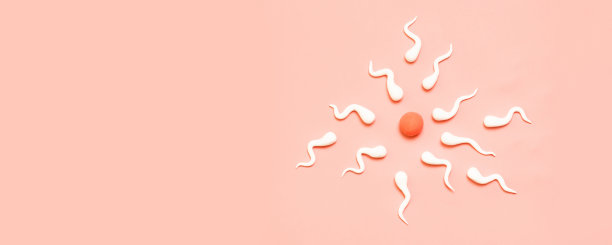 人类精子和卵子的形状图片下载