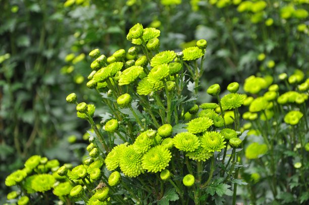 一束娇嫩的绿色菊花和露珠在阳光下图片下载