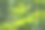 一束娇嫩的绿色菊花和露珠在阳光下图片下载