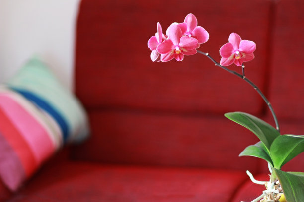 有兰花和红色沙发的客厅图片下载